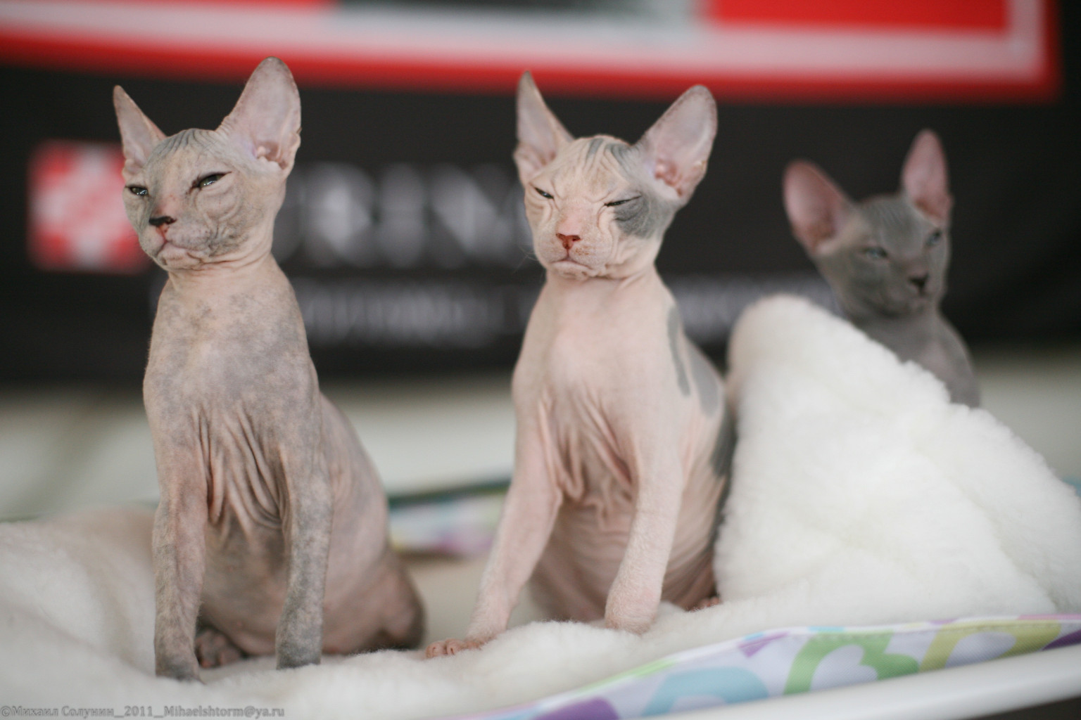 cats-6-2.jpg