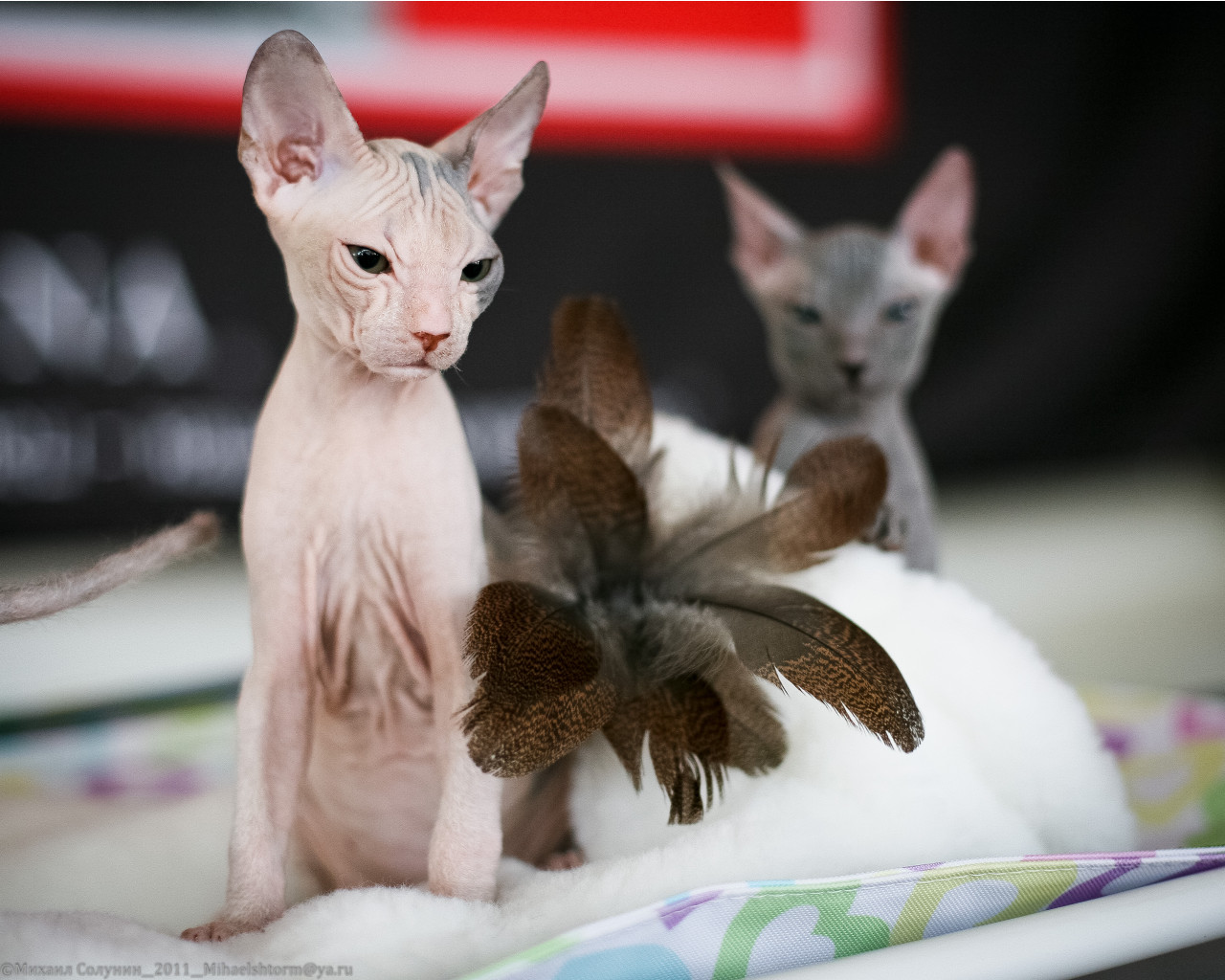 cats-7-2.jpg