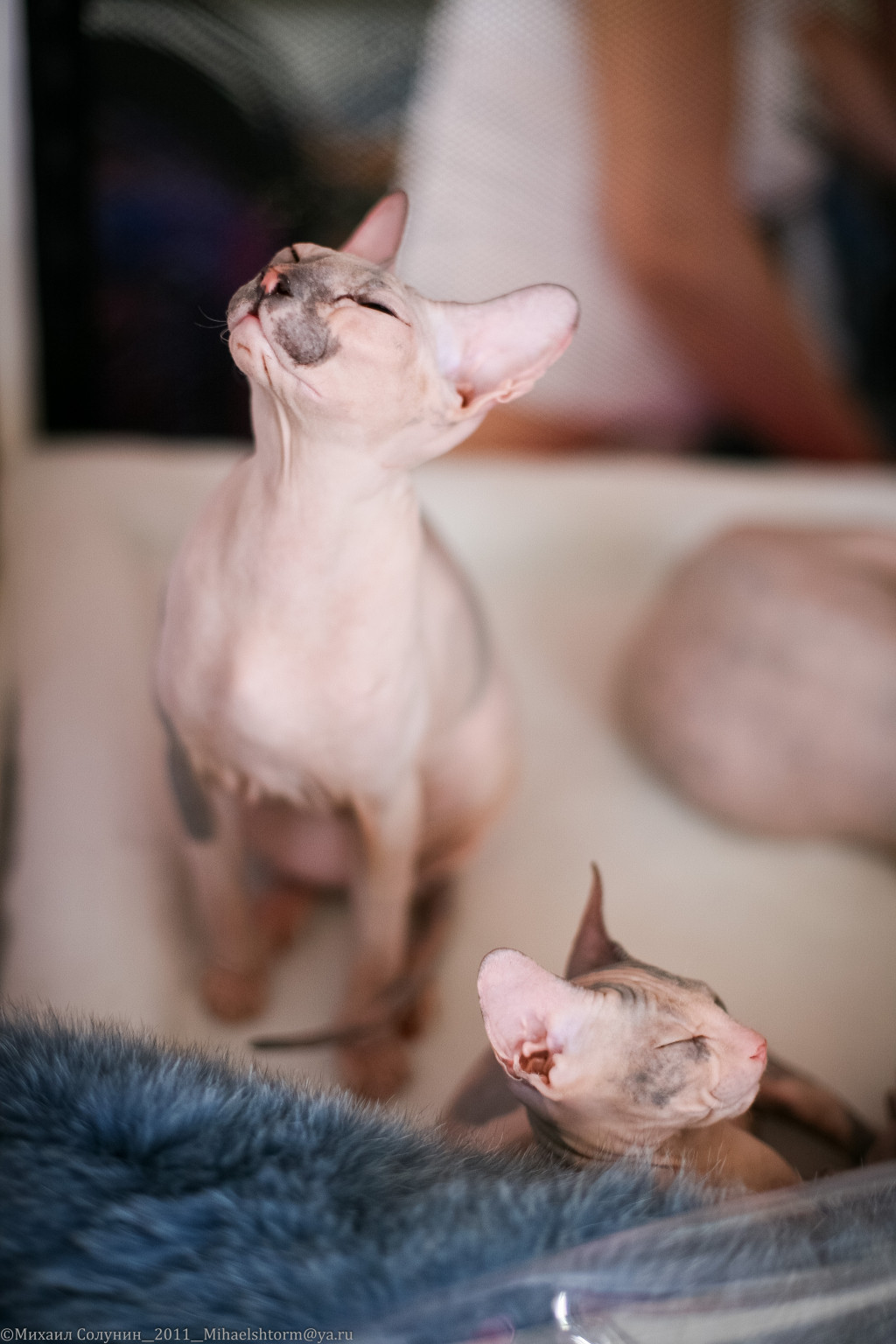 cats-8-2.jpg