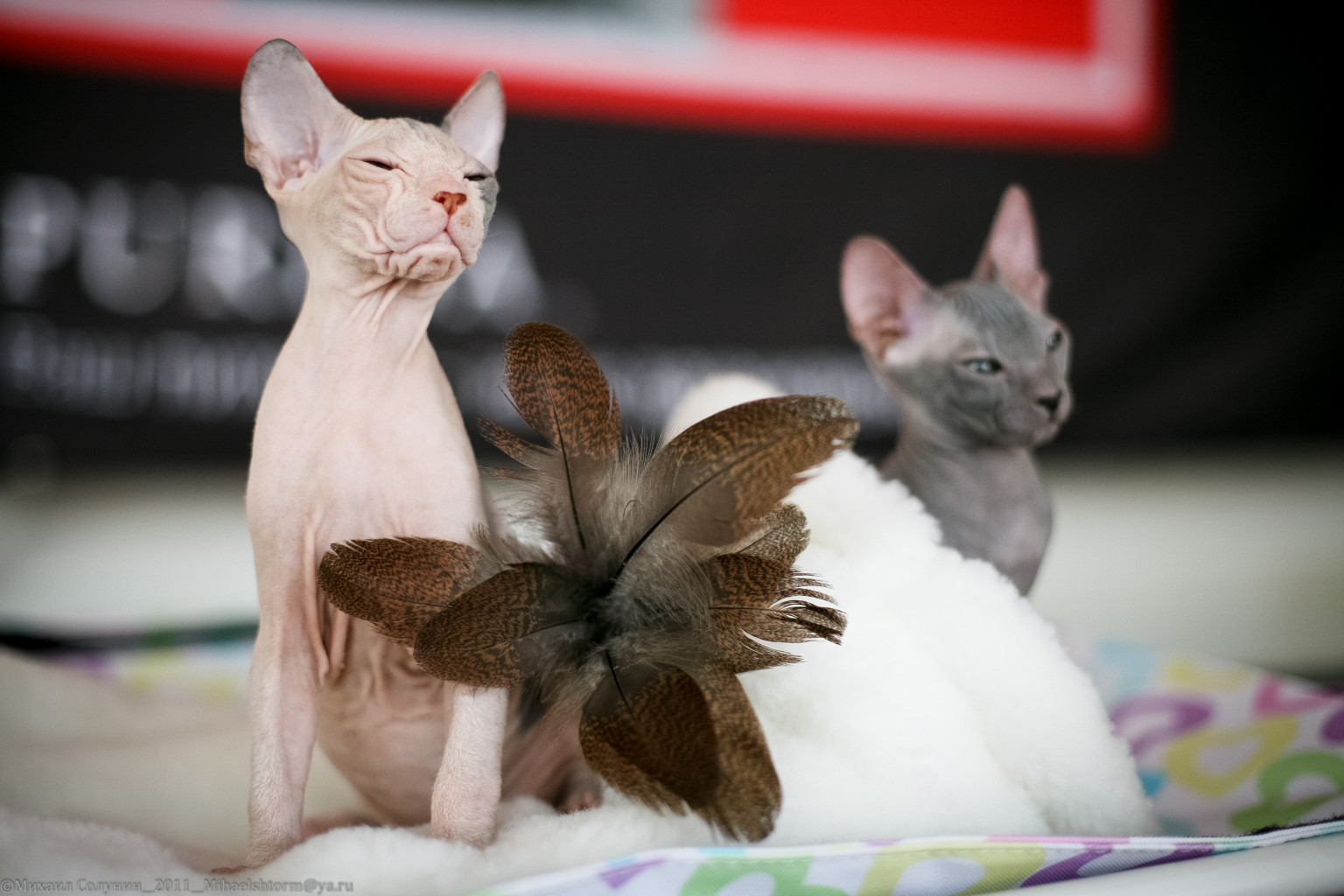 cats-9-2.jpg