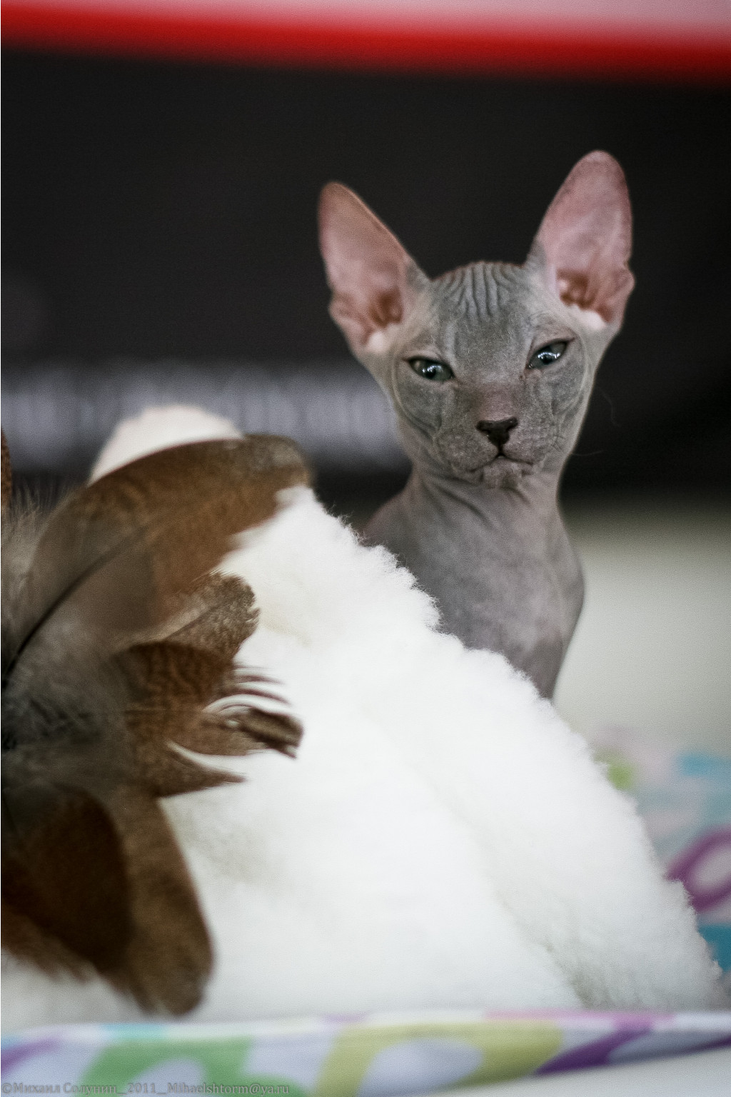 cats-10-2.jpg