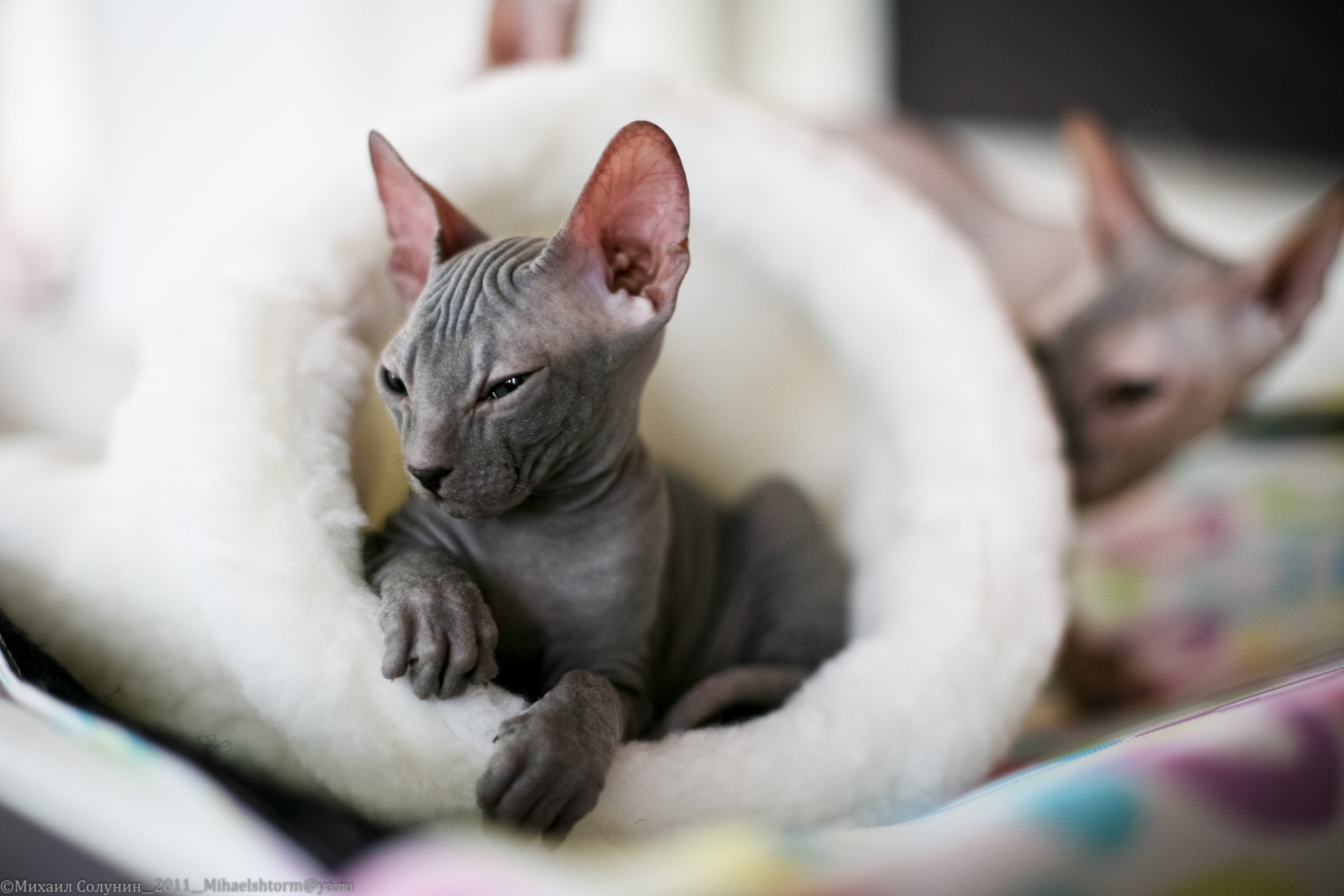 cats-13-2.jpg
