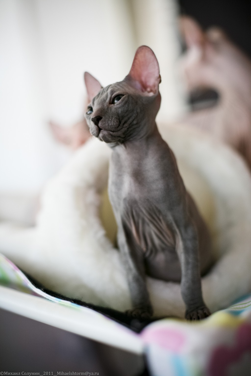 cats-14-2.jpg