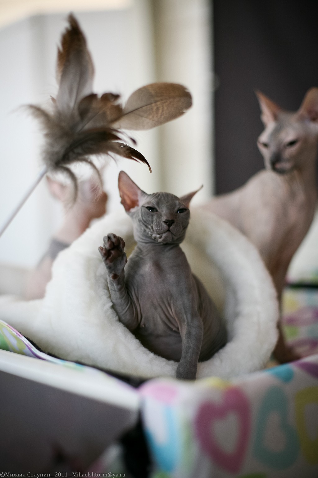 cats-15-2.jpg