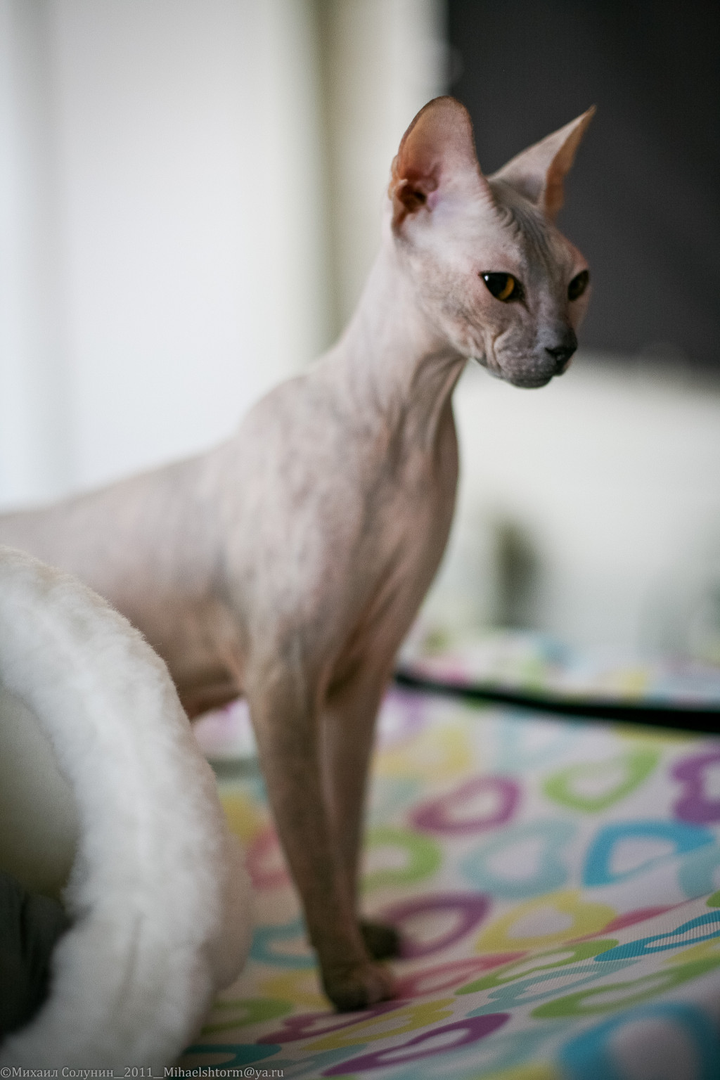 cats-16-2.jpg