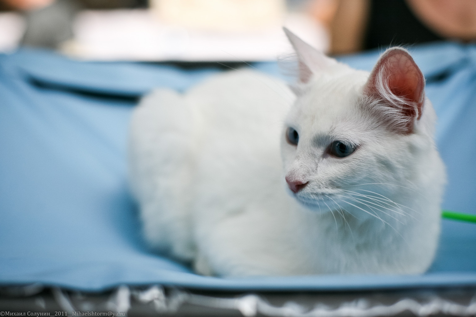 cats-22-2.jpg