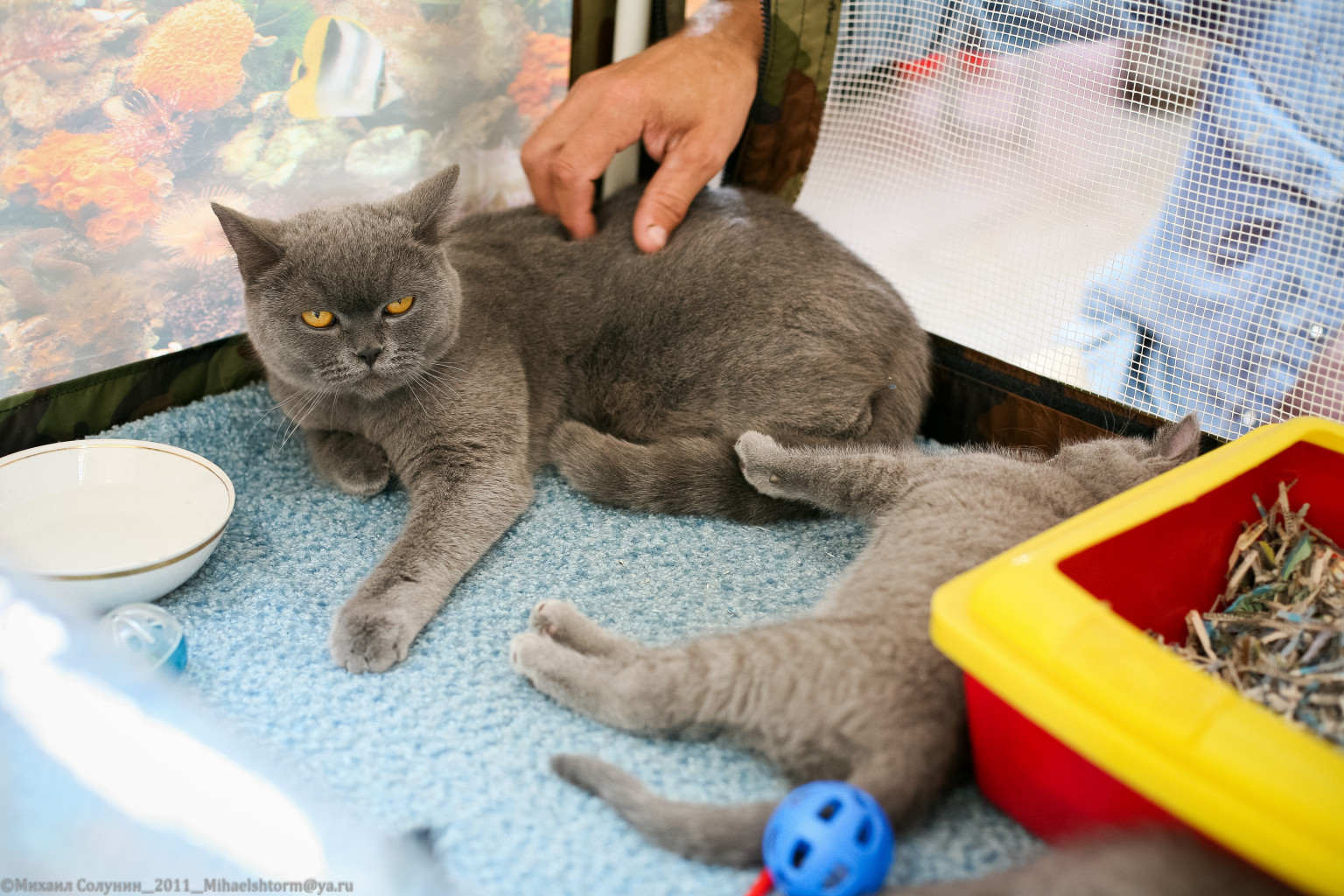 cats-24-2.jpg