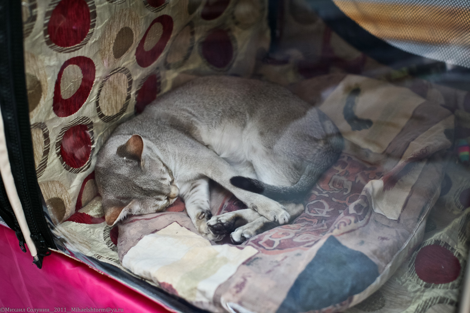 cats-25-2.jpg