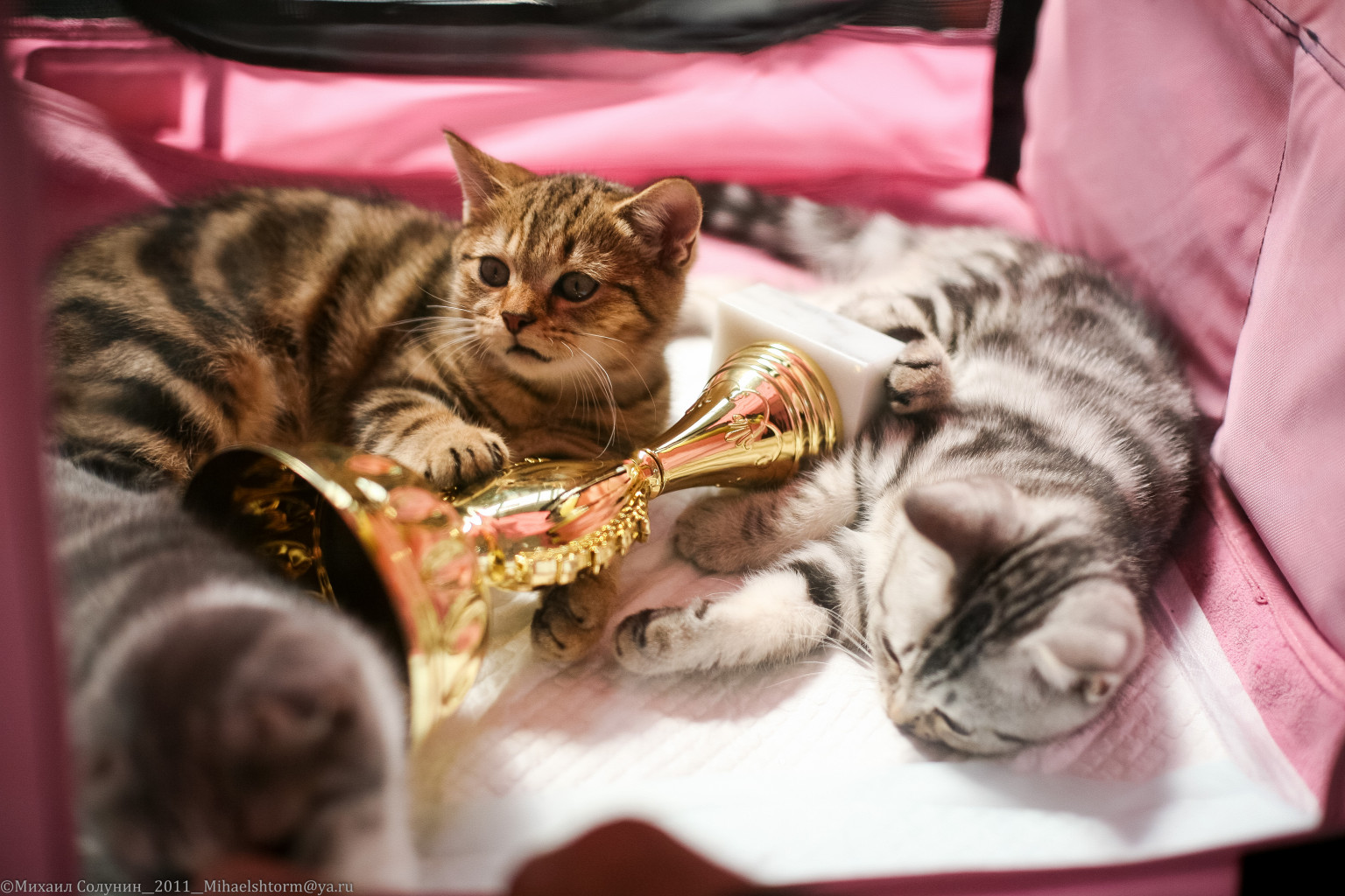 cats-29-2.jpg