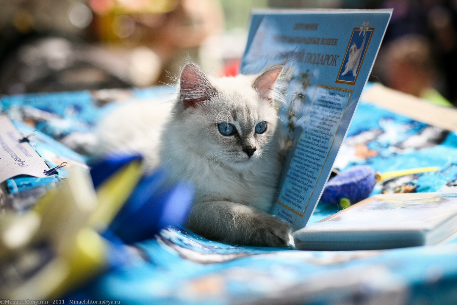 cats-30-2.jpg
