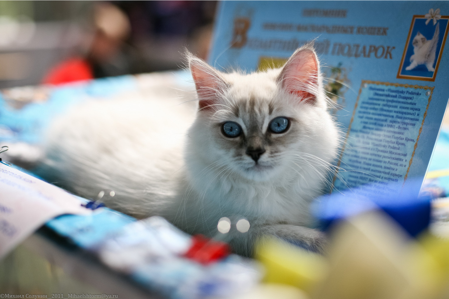 cats-31-2.jpg