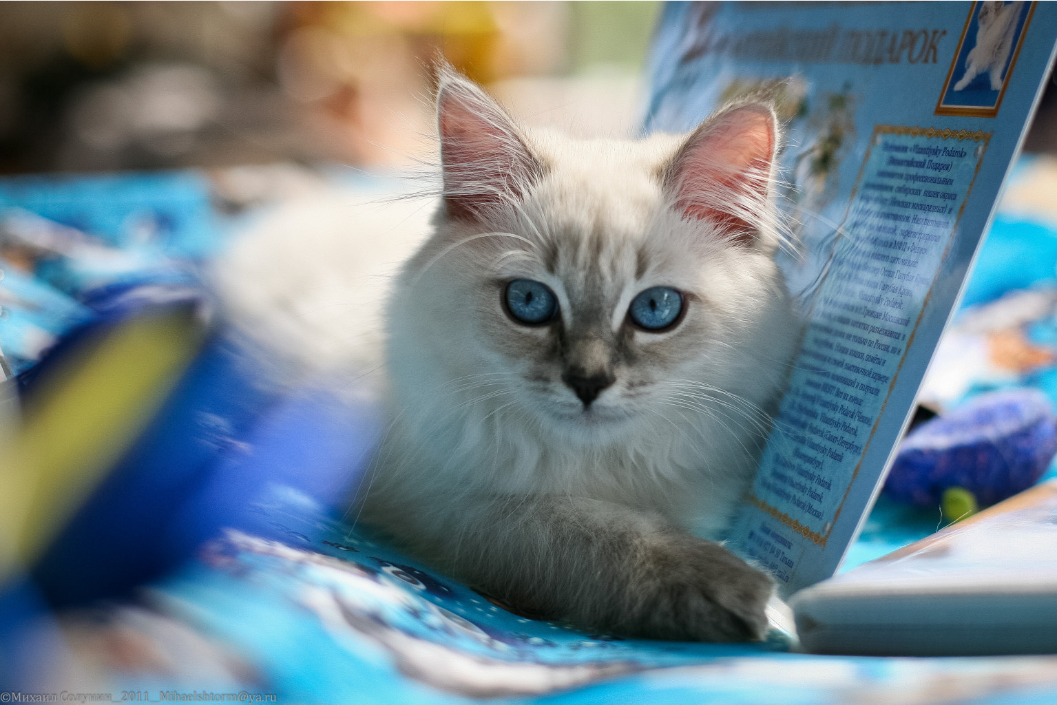cats-32-2.jpg