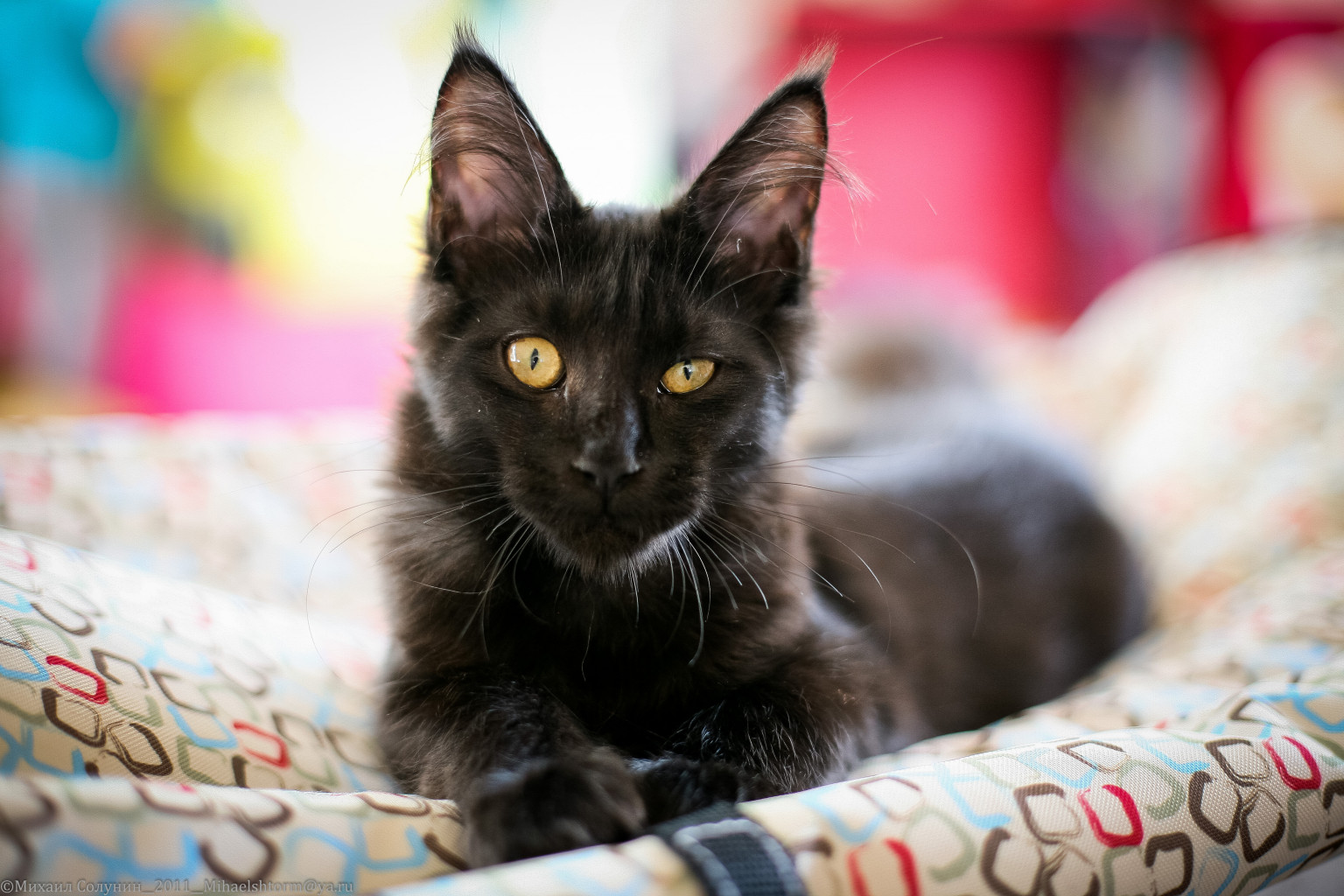 cats-33-2.jpg