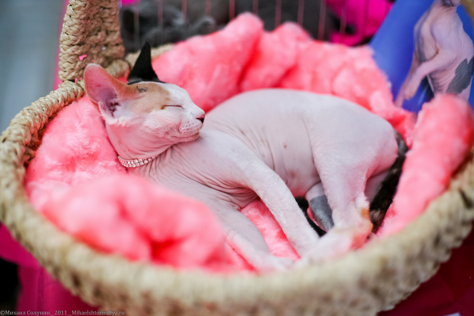 cats-34-2.jpg
