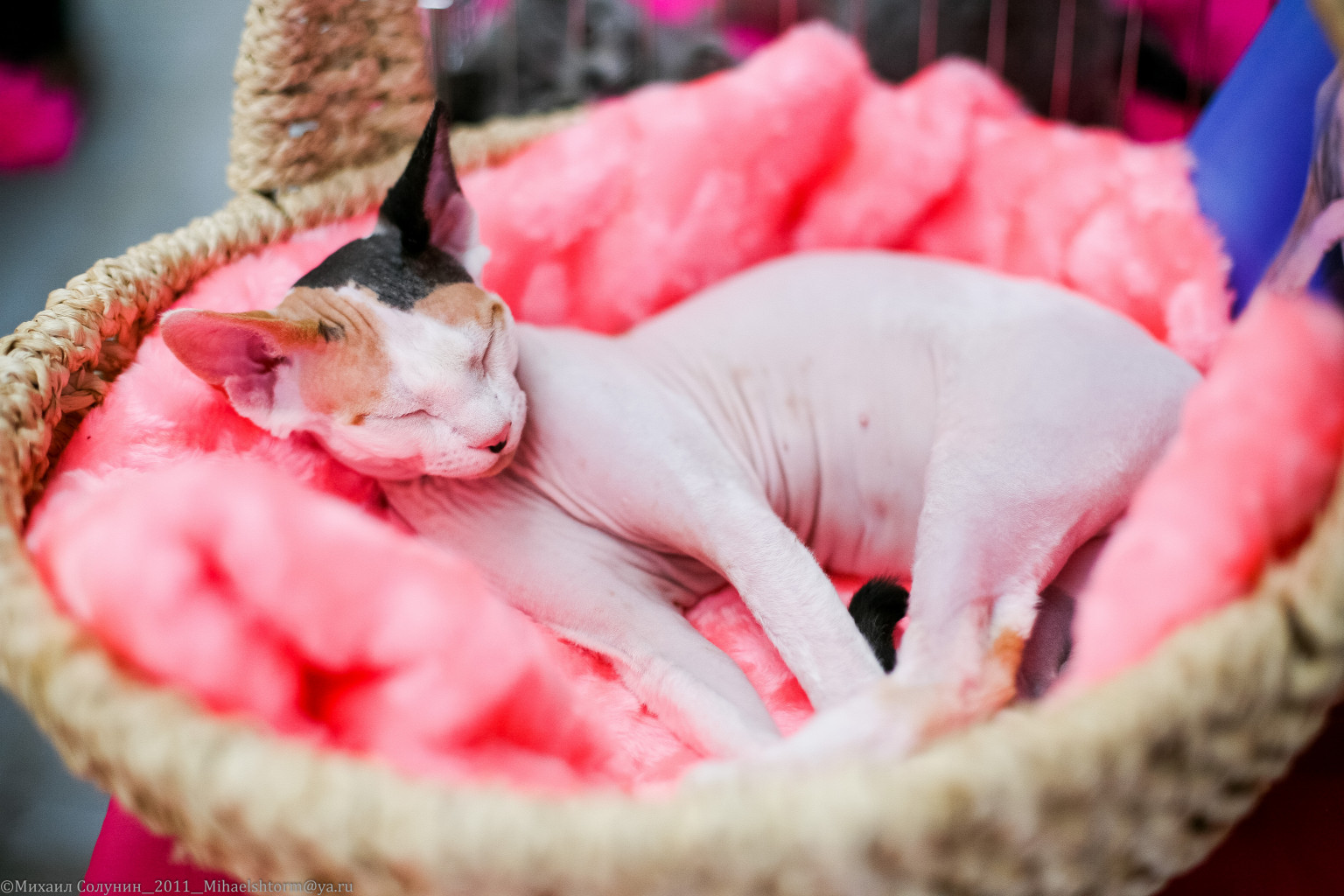 cats-35-2.jpg