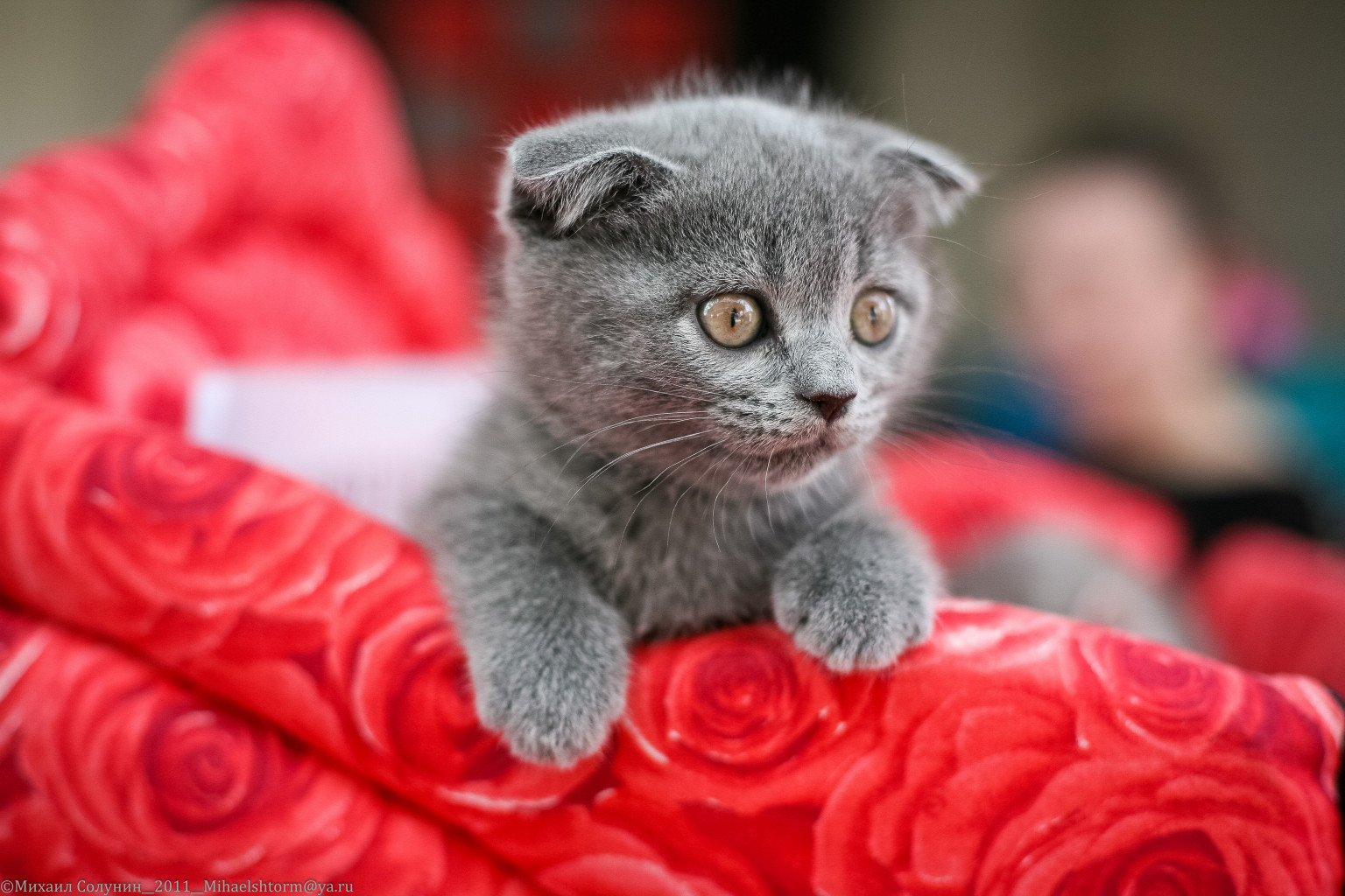 cats-37-2.jpg