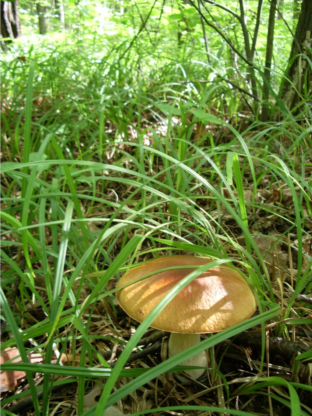 IMGP3113