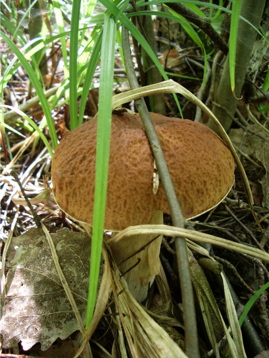 IMGP3114