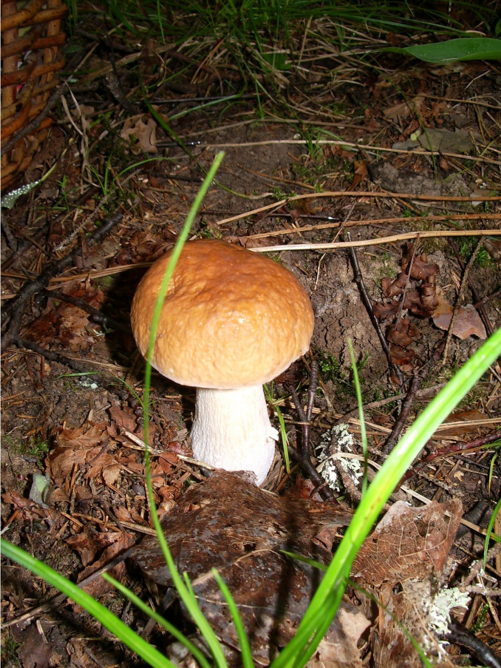 IMGP3125