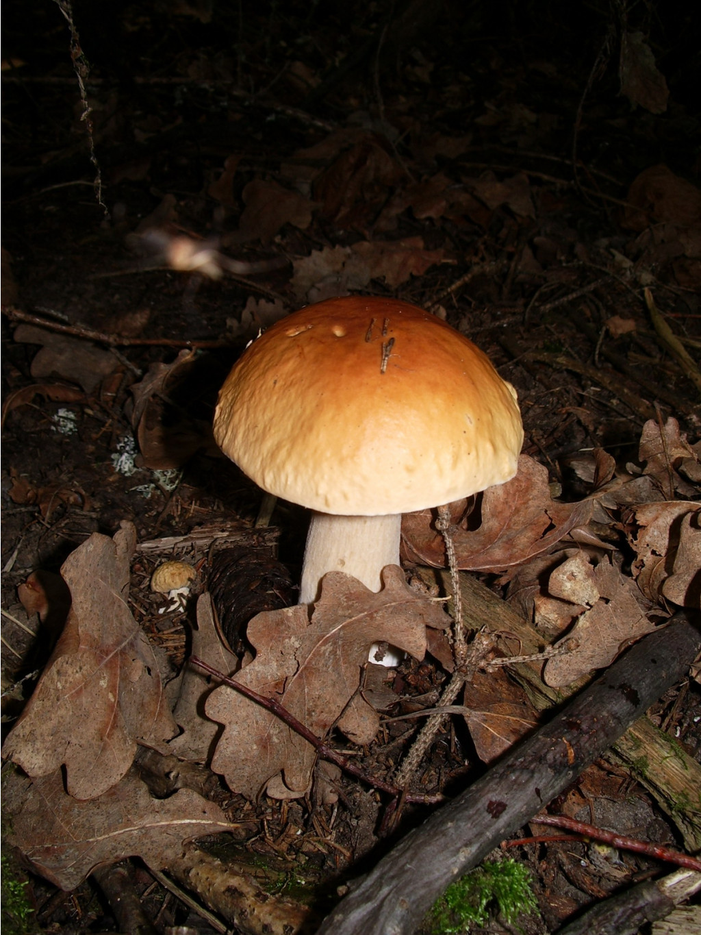 IMGP3130