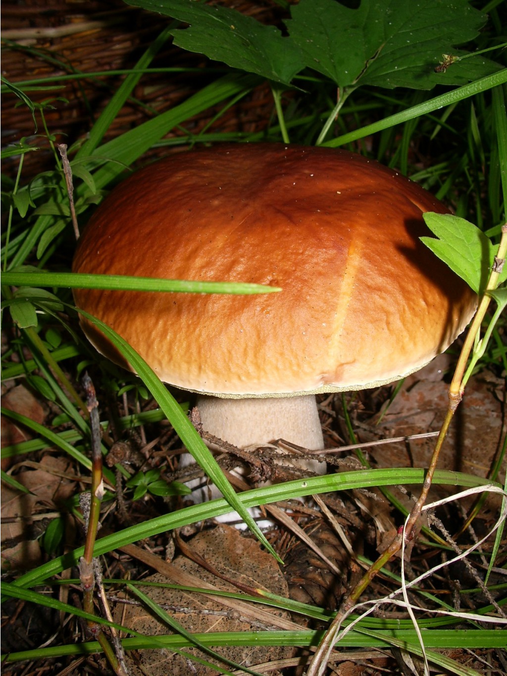 IMGP3132