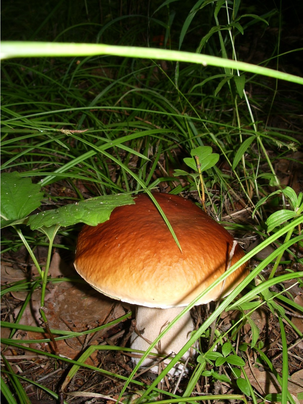 IMGP3134