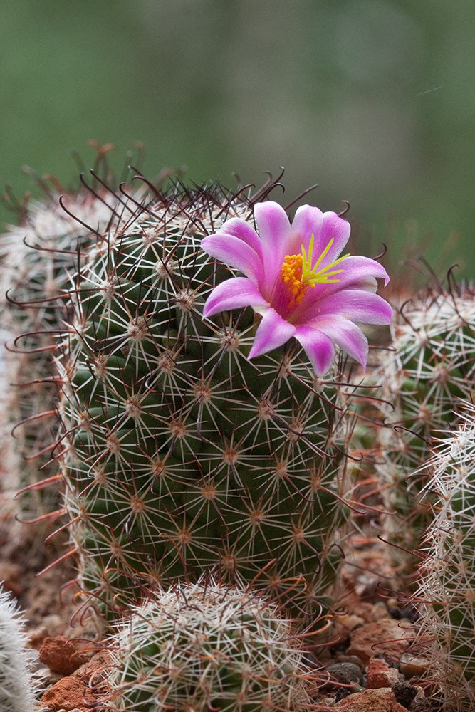 2011.06.11 Mammillaria sheldonii