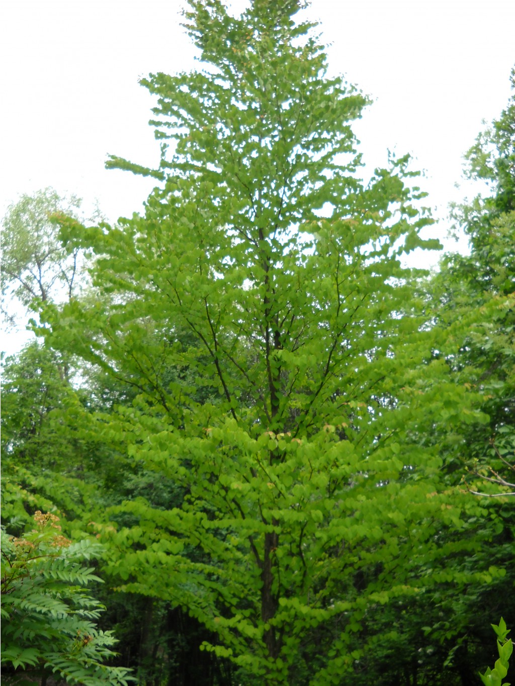 DSCN0063.JPG