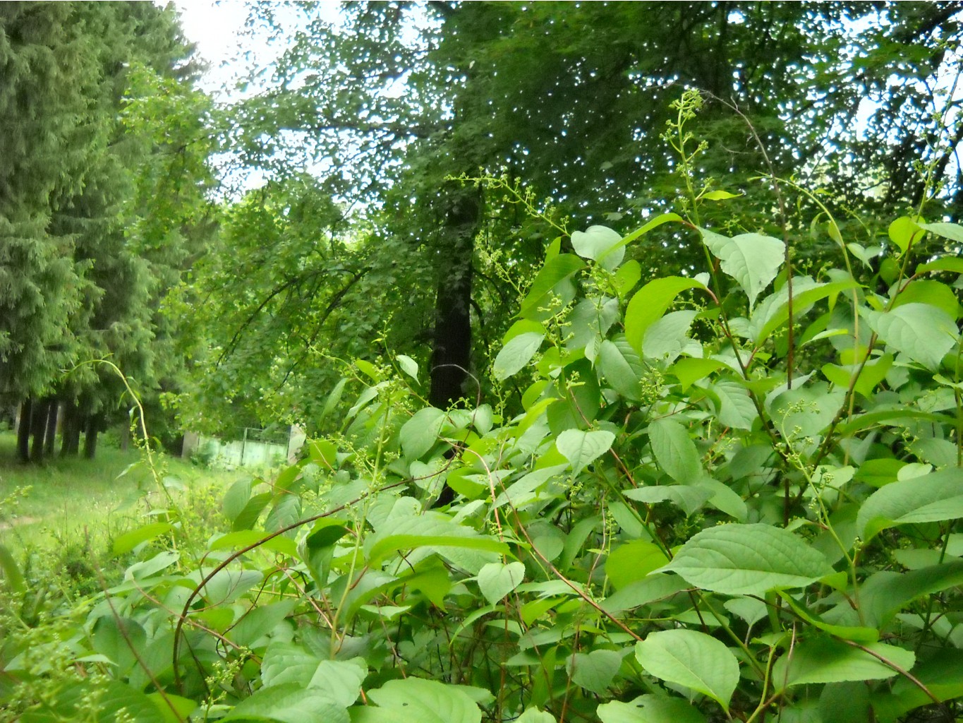 DSCN0077.JPG