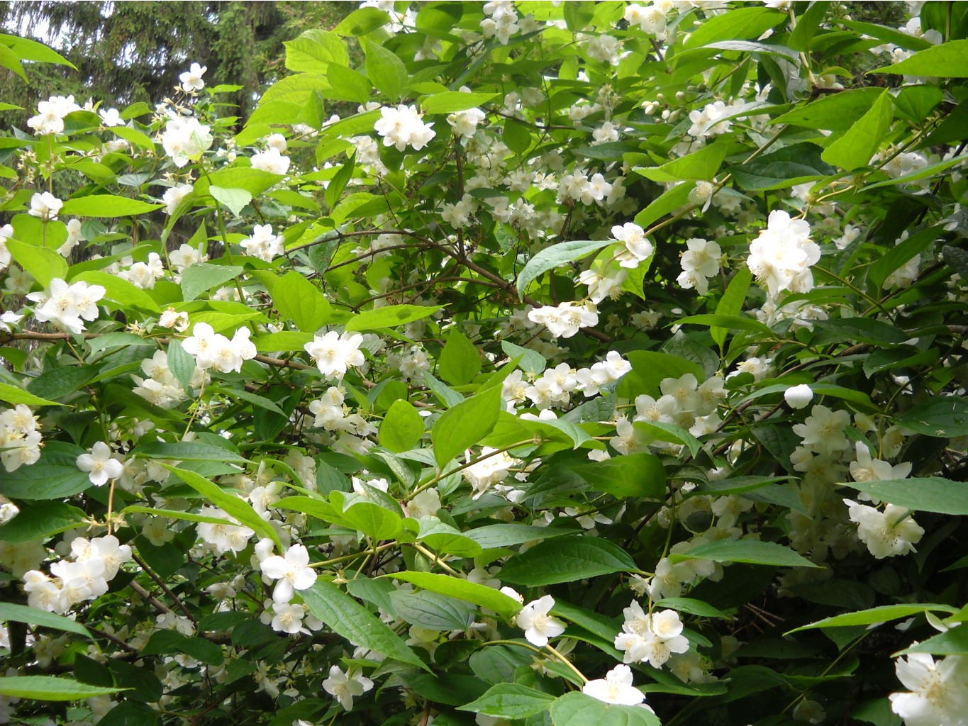 DSCN0078.JPG