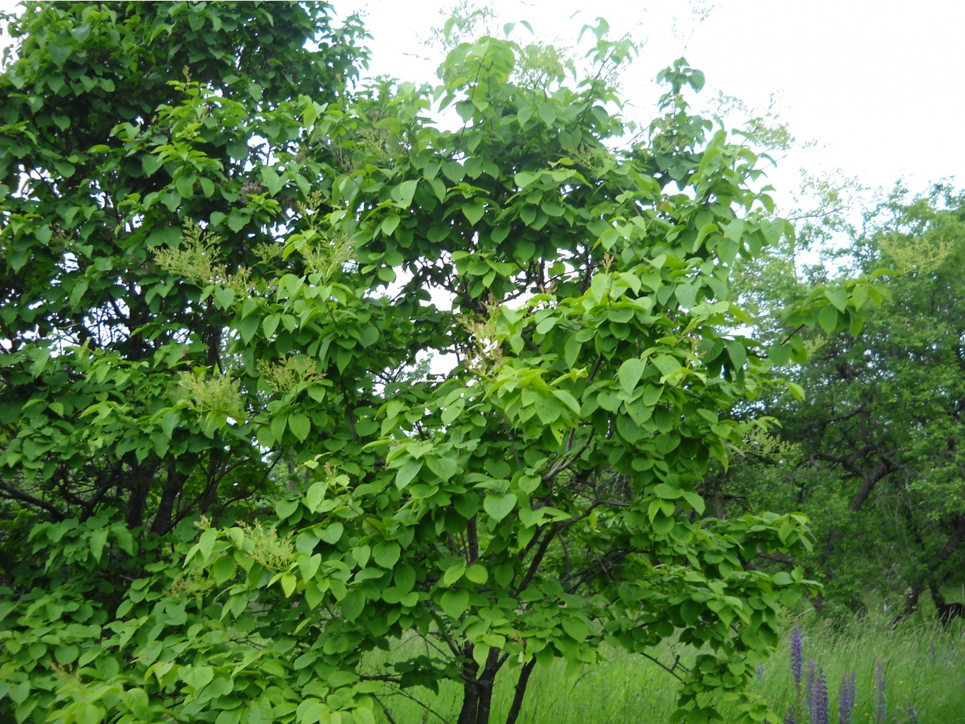 DSCN0091.JPG
