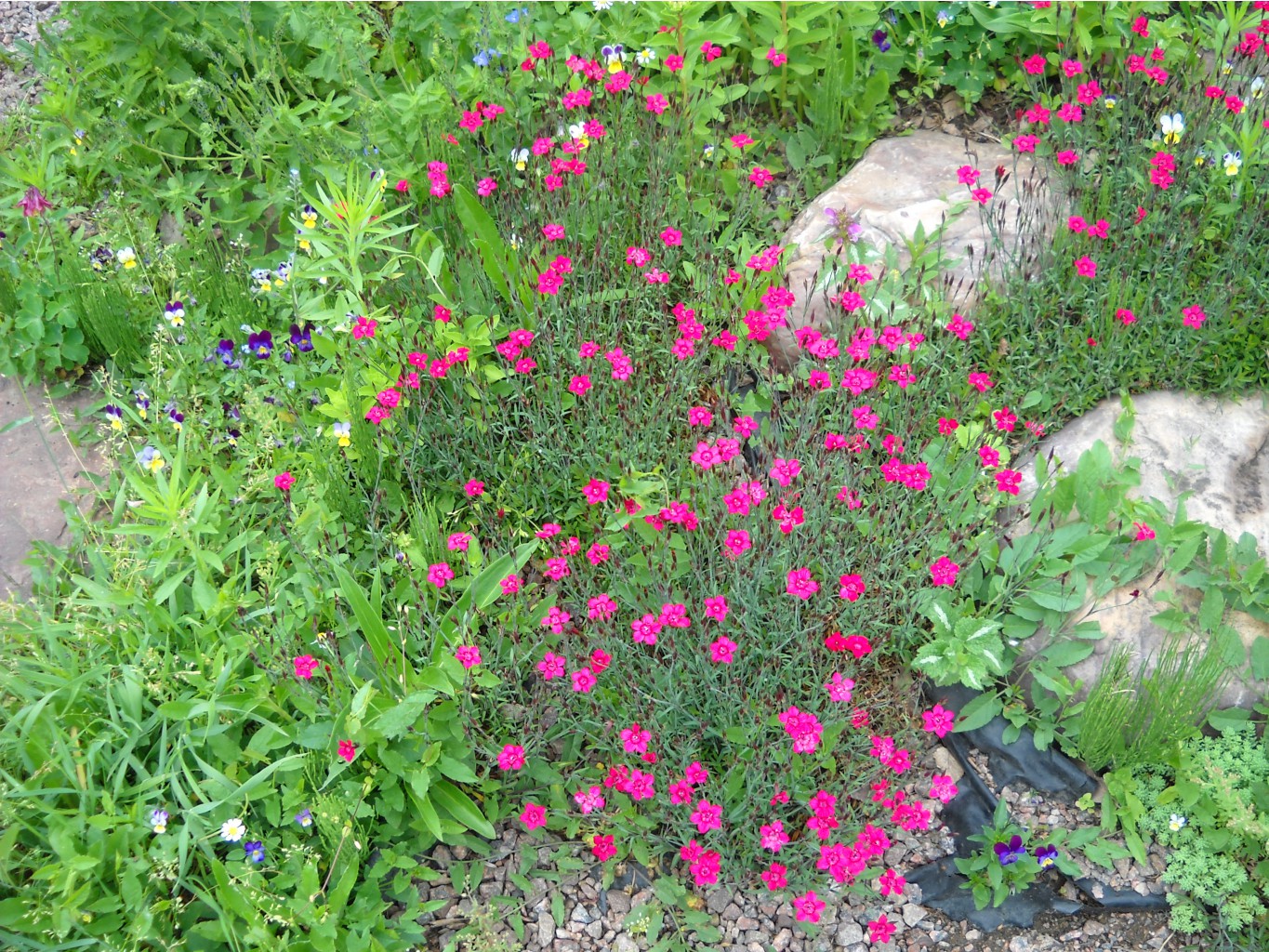 DSCN0018.JPG