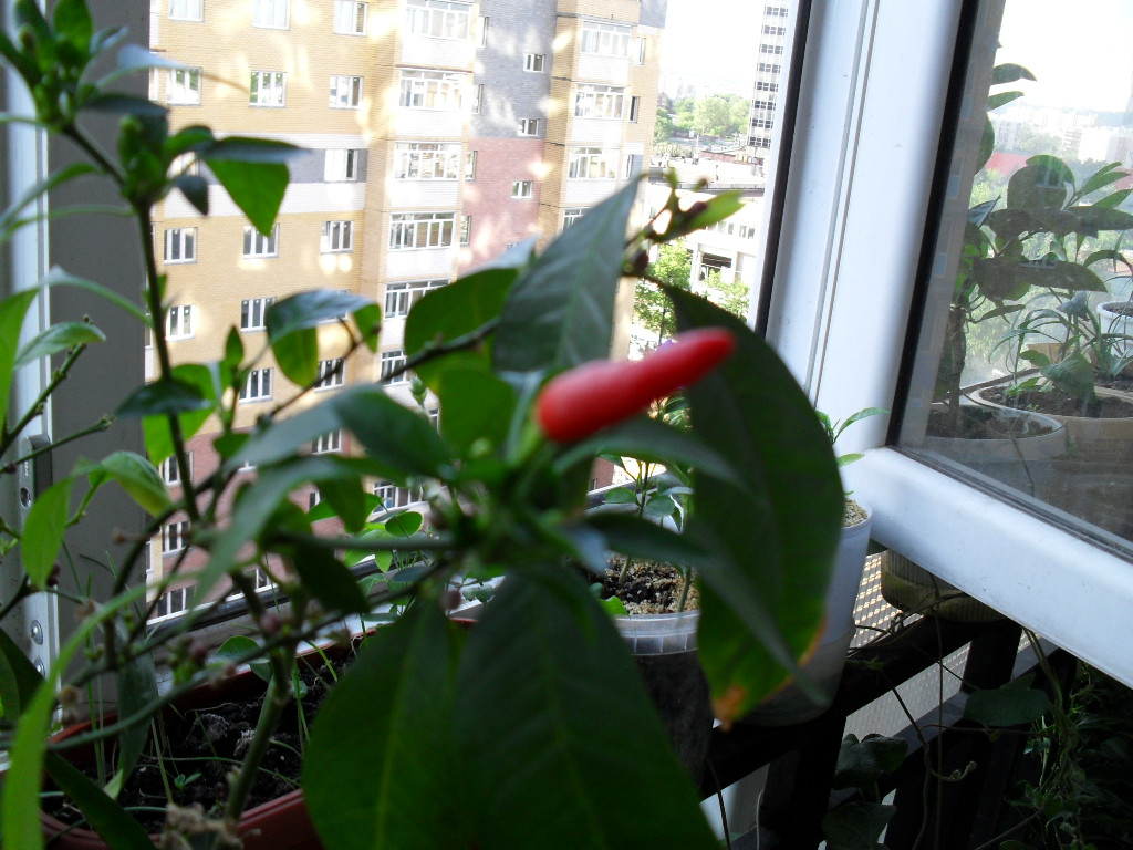 SDC11494.JPG