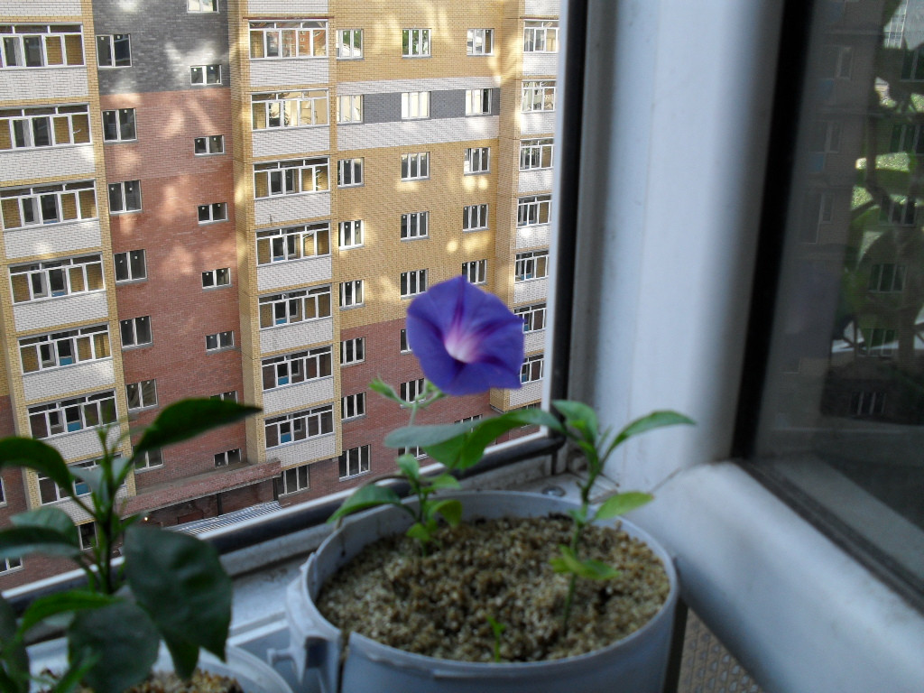 SDC11498.JPG