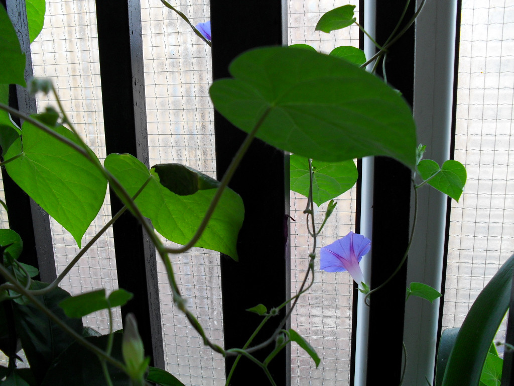 SDC11501.JPG
