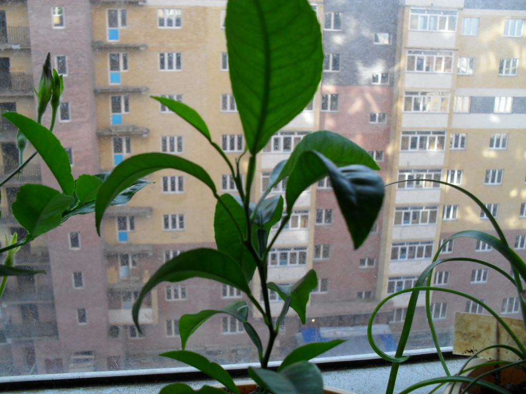 SDC11504.JPG