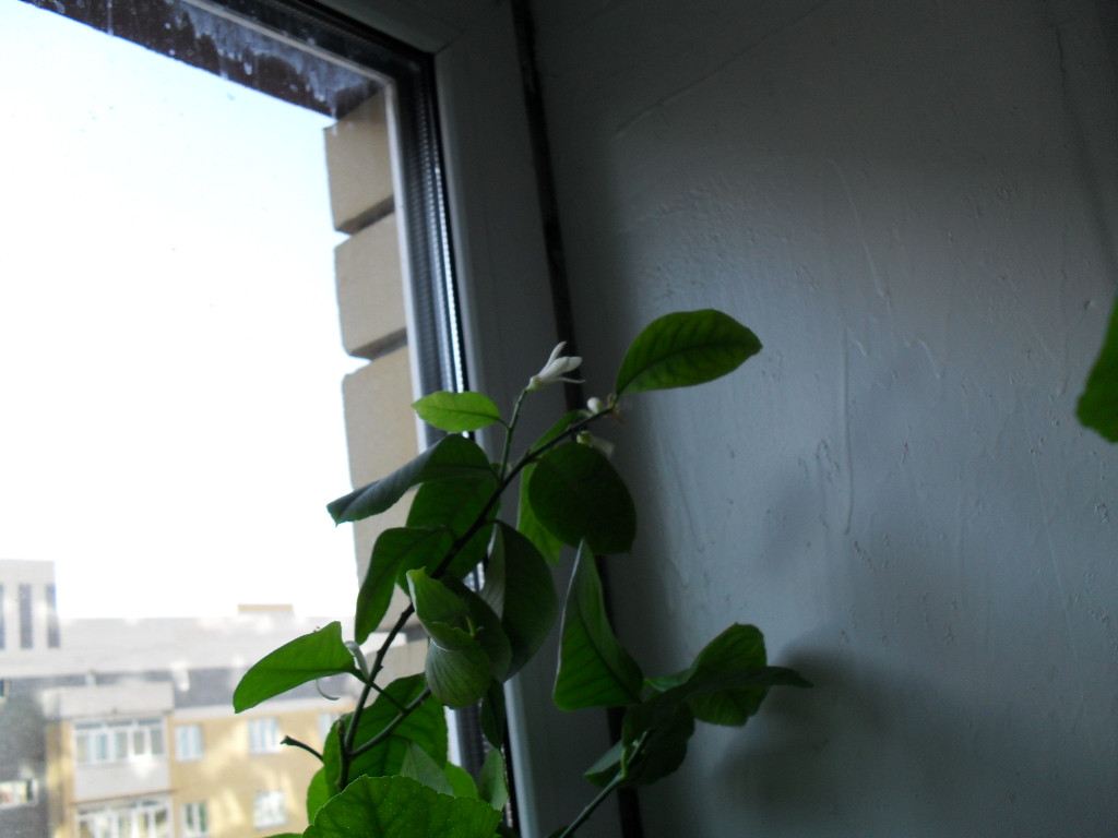 SDC11514.JPG