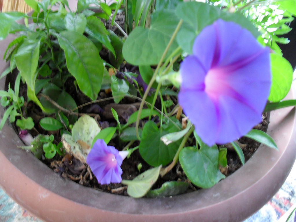 SDC11517.JPG