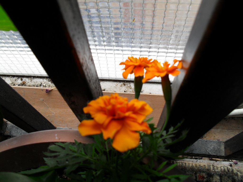SDC11518.JPG