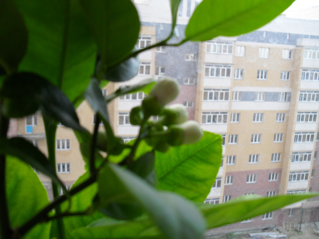 SDC11526.JPG