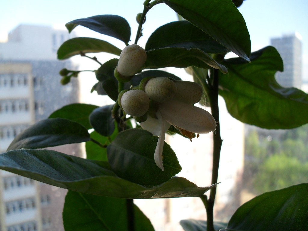 SDC11538.JPG