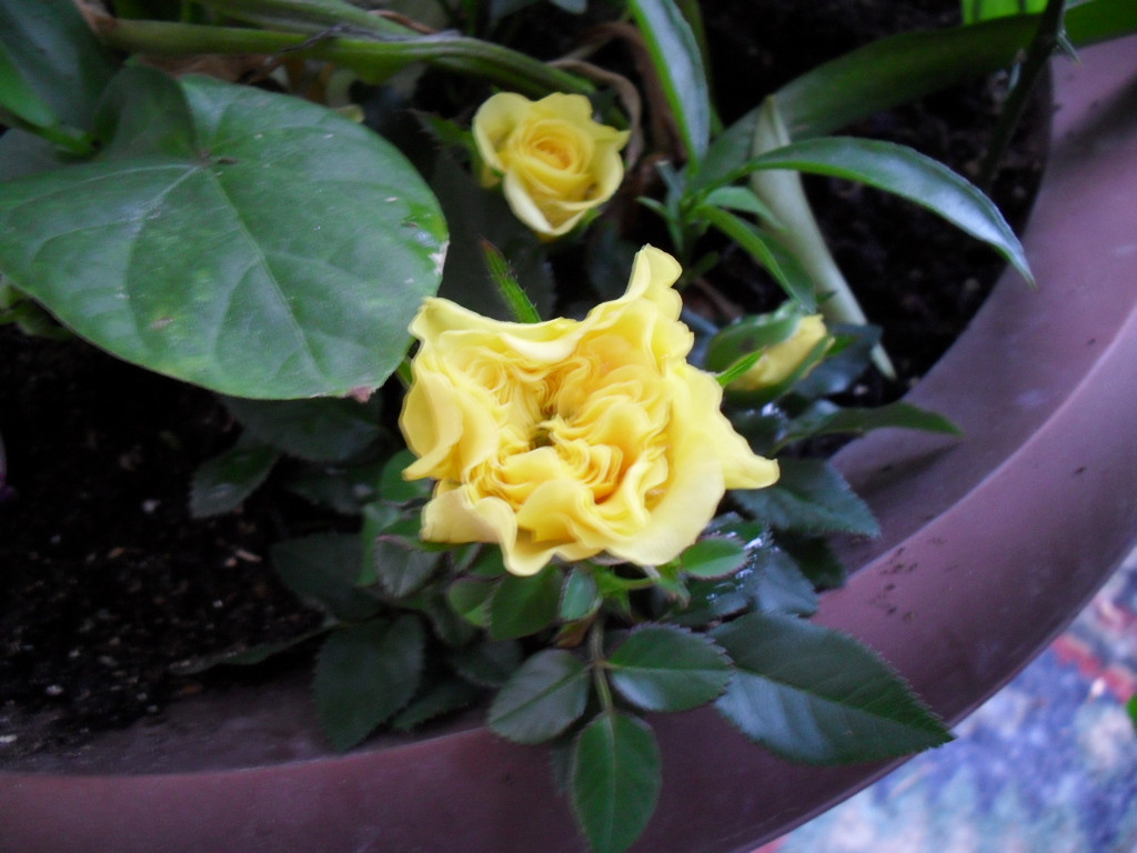 SDC11569.JPG