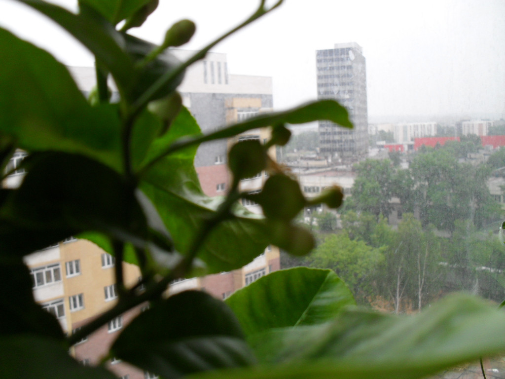 SDC11594.JPG