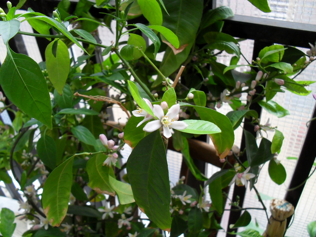 SDC11598.JPG
