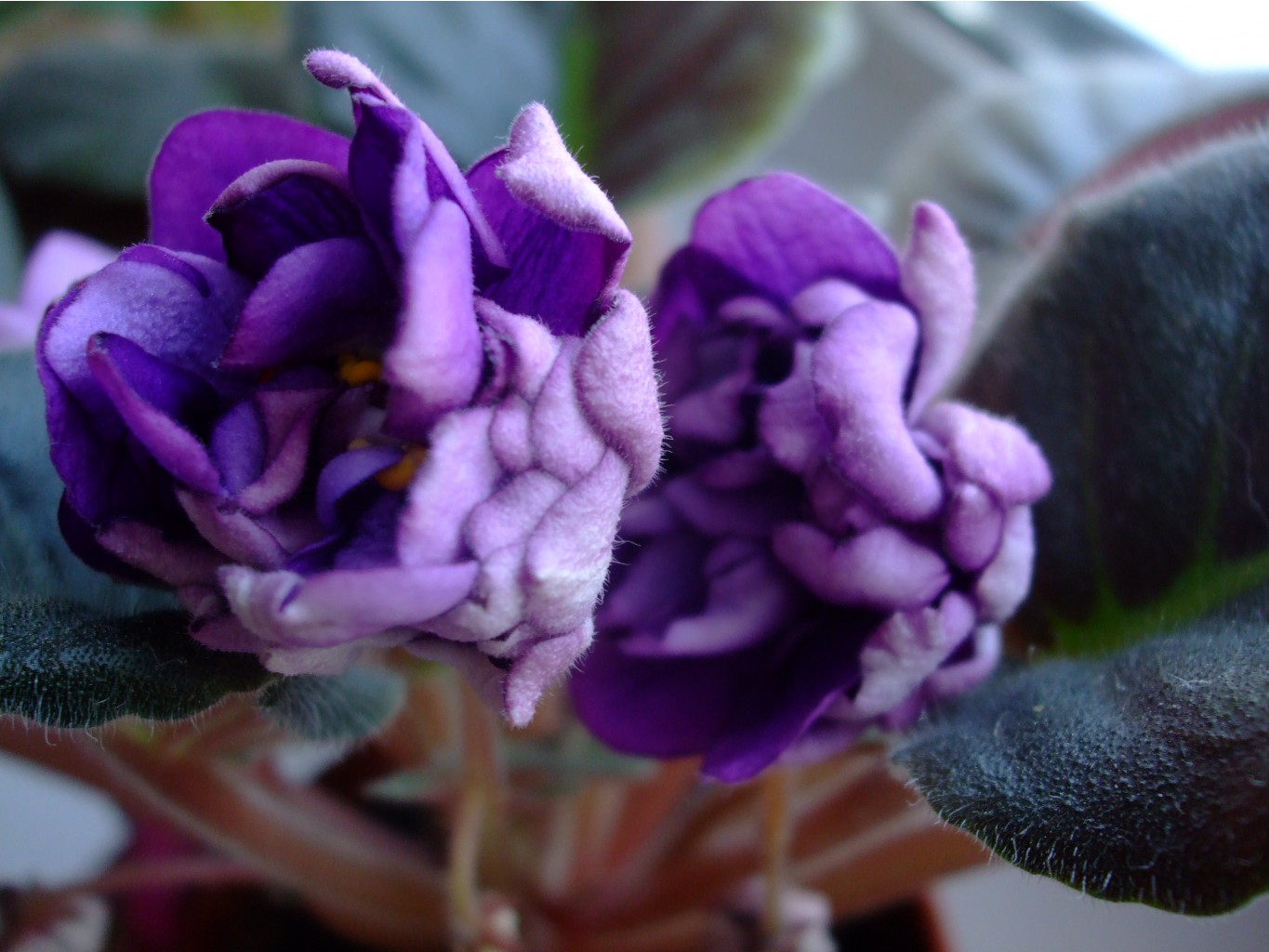 DSCF2967.JPG