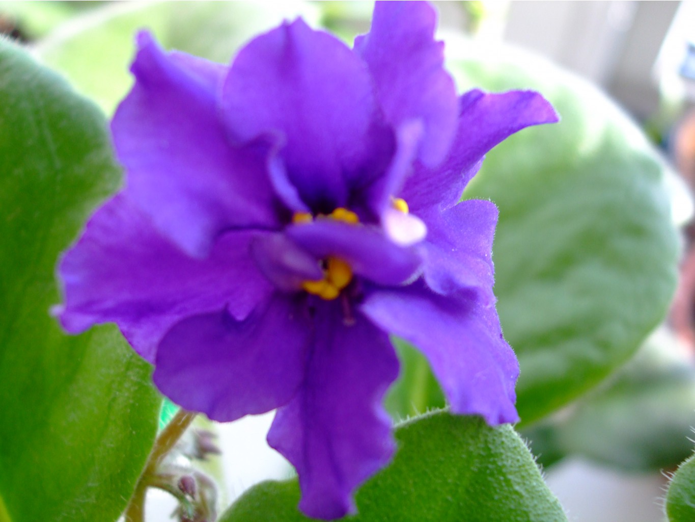 DSCF3077.JPG