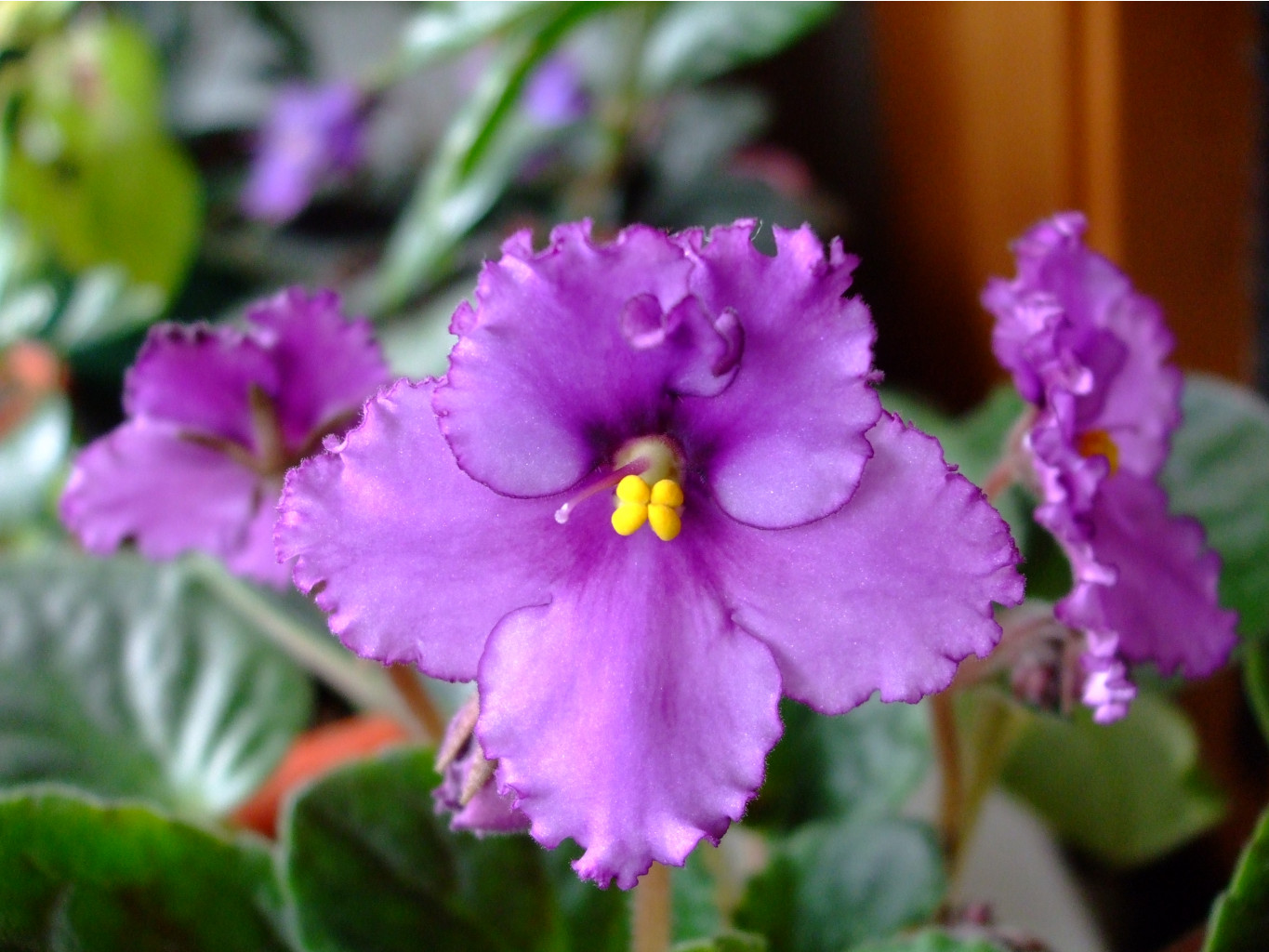 DSCF3193.JPG