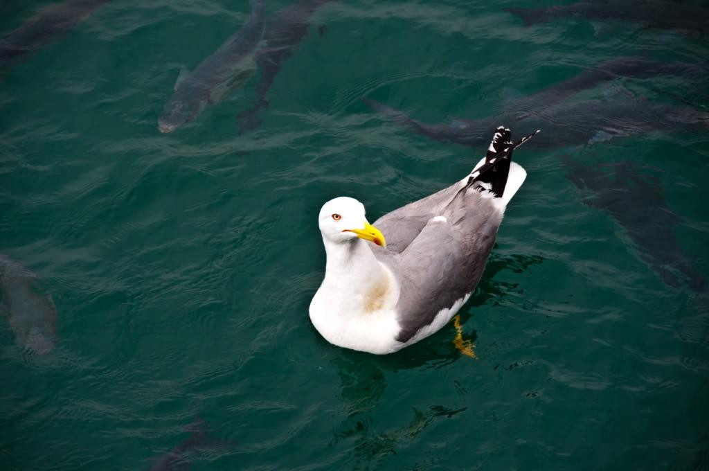 DSC_2134.jpg