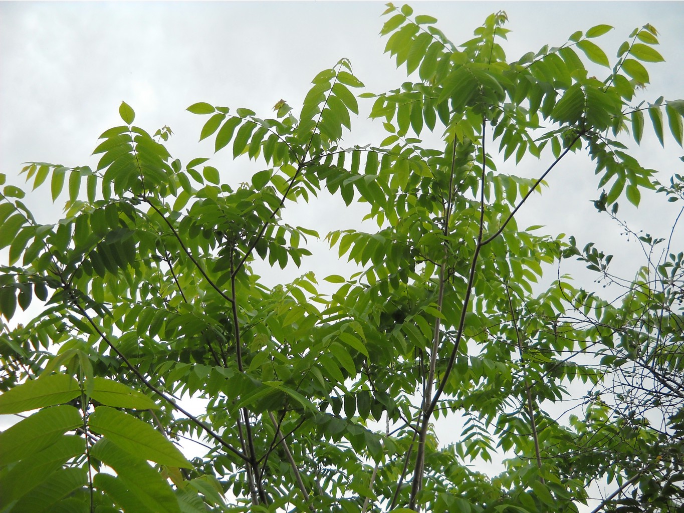 DSCN0321.JPG