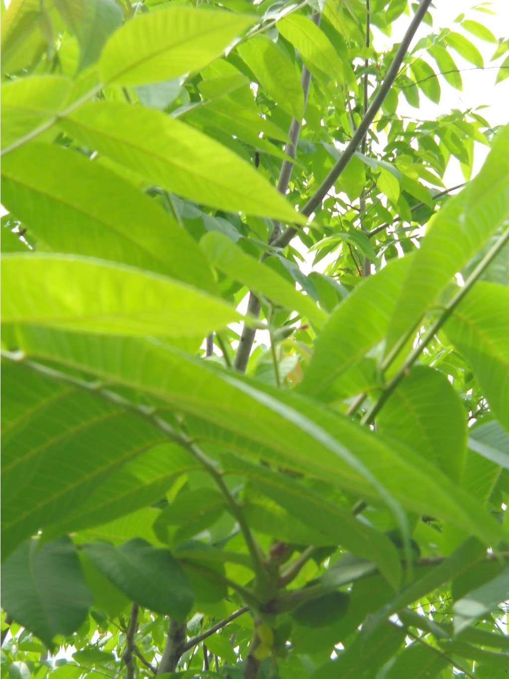DSCN0283.JPG